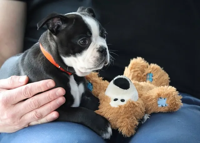Clínica veterinaria en Las Palmas de Gran Canaria — profesionales cuidando mascotas